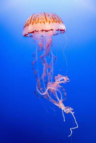 sea life pink and orange jellyfish jellyfish